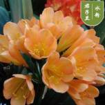 �g�l兰�֮��c�Ӫ���内���~�g�l兰��]带��c��档绿�ӦW贵�ִ�