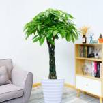 辫�l发财树�֮�Ӫ���内�j�p����财观叶��厅�|�u�`�C�n养�ִ�树桩